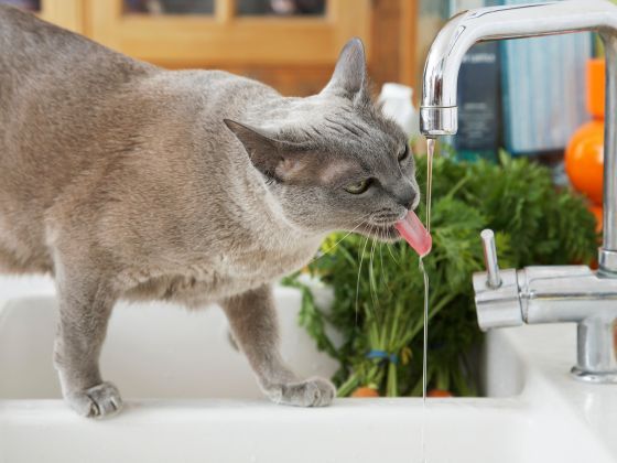 寵物過濾飲水機
